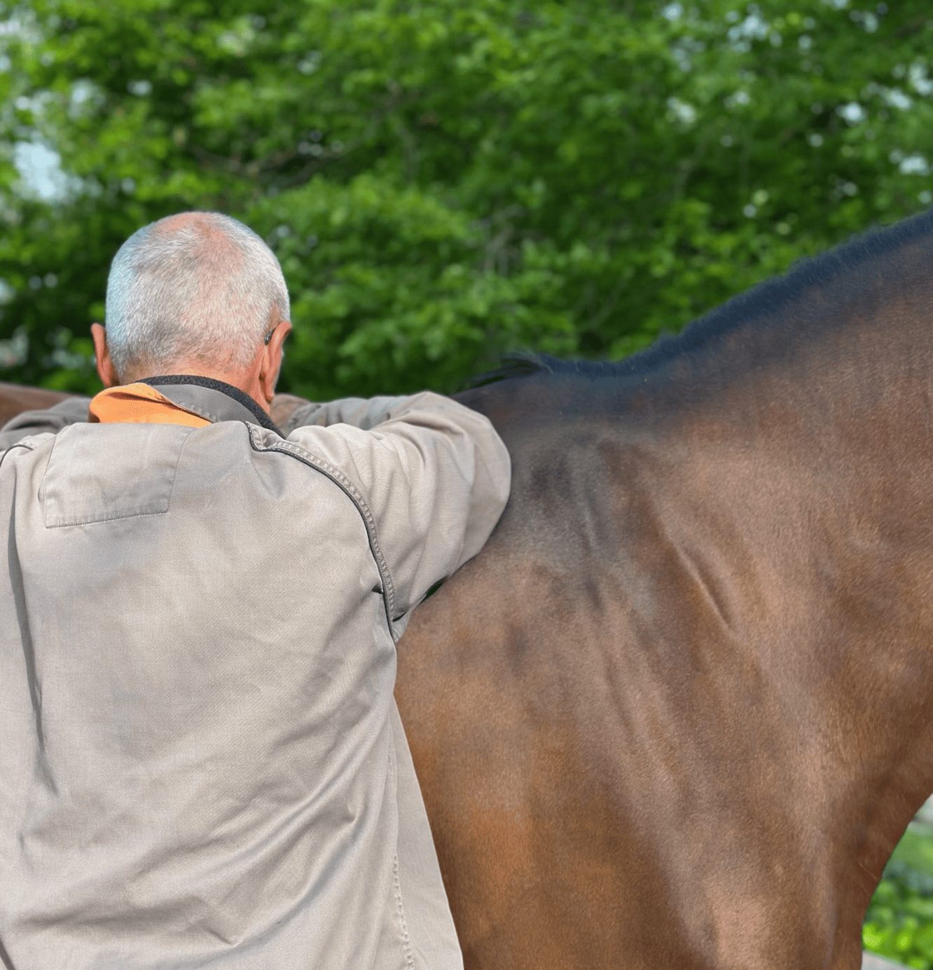 Séance d'ostéopathie cheval, clairière du findez