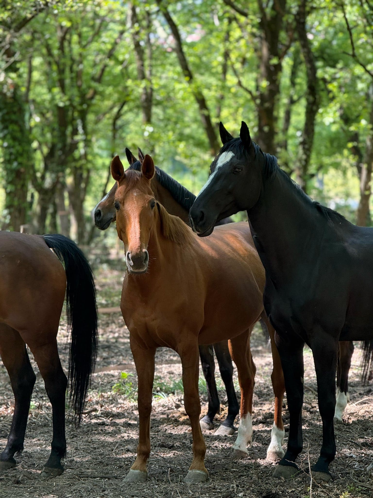 Groupement de chevaux dans le paddock