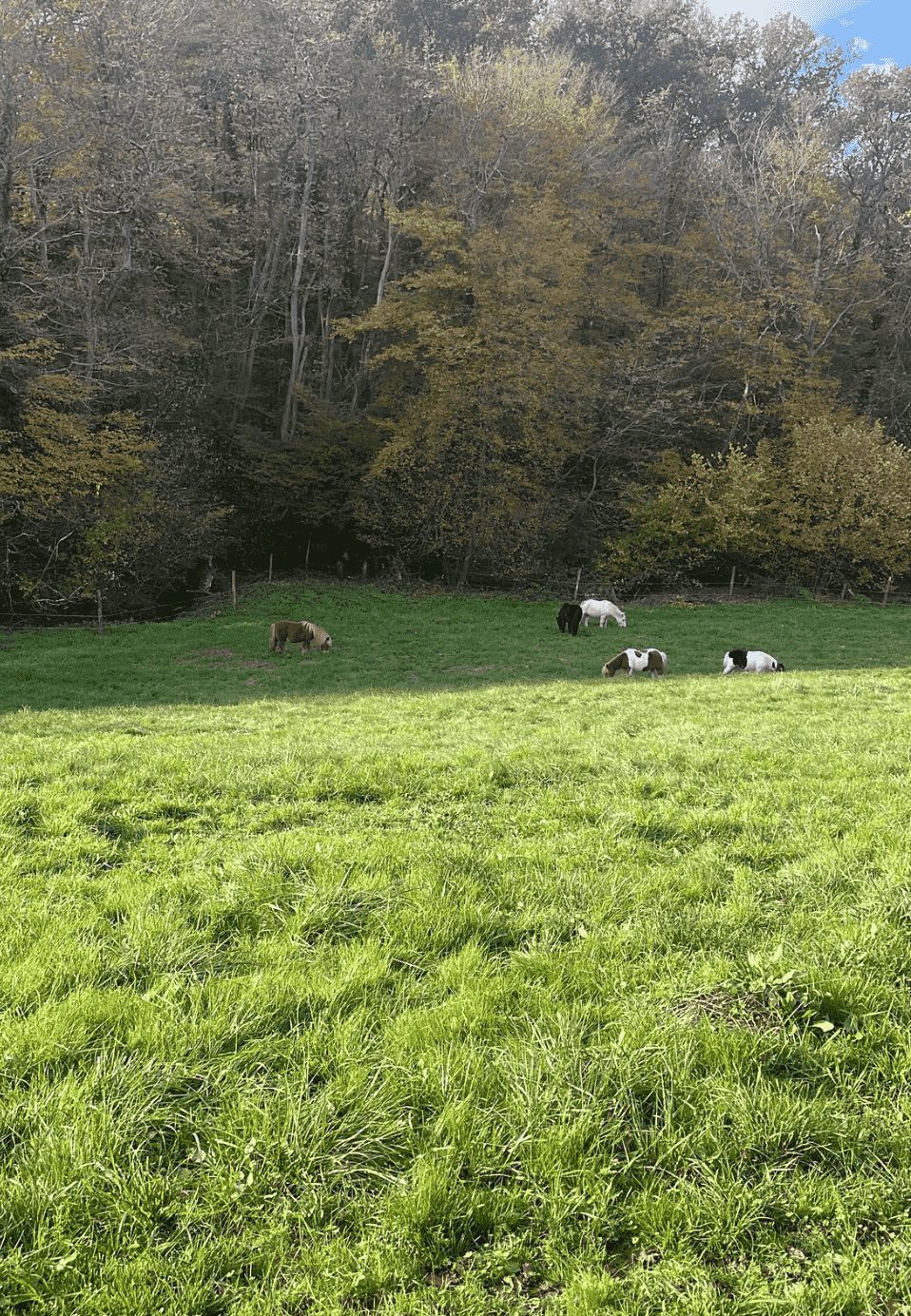 poneys se reposant dans le pré