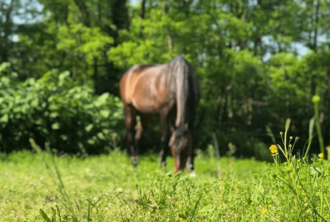 Cheval en train de brouter de l'herbe dans le pré